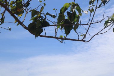Düşük açılı mavi gökyüzü, kabarık beyaz bulutlar, güzel bir ağacın canlı yeşil yapraklarını gösteriyor..