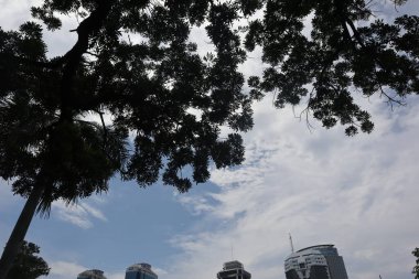 Düşük açılı mavi gökyüzü, kabarık beyaz bulutlar, güzel bir ağacın canlı yeşil yapraklarını gösteriyor..