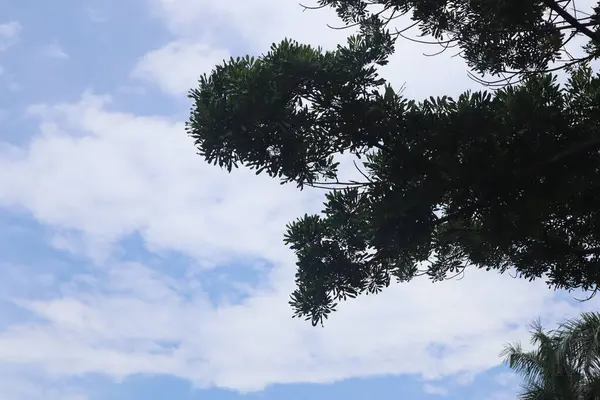 Вид Блакитне Небо Пухнастими Білими Хмарами Показує Яскраво Зелене Листя — стокове фото