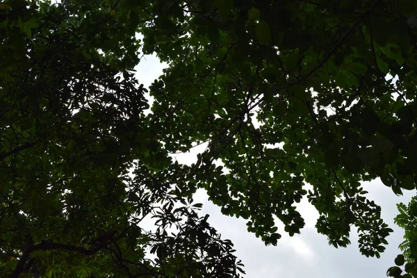 Вид Блакитне Небо Пухнастими Білими Хмарами Показує Яскраво Зелене Листя — стокове фото