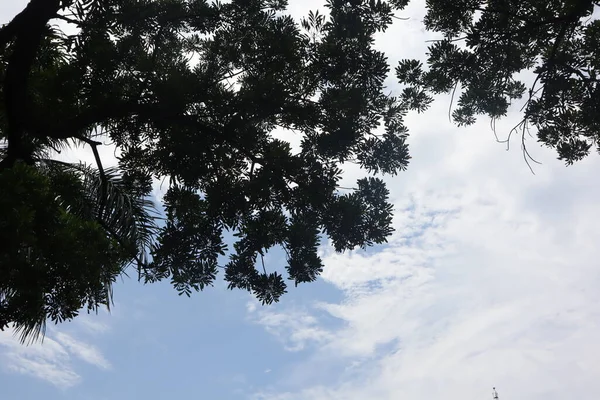 Alacsony Szög Kilátás Kék Bolyhos Fehér Felhők Mutatja Élénk Zöld — Stock Fotó