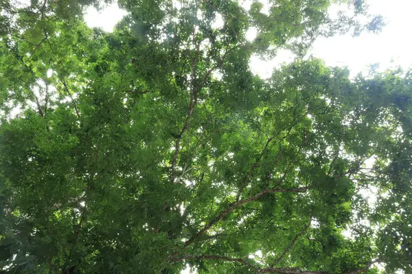 ふわふわした白い雲の青空の低い角度の眺め 美しい木の鮮やかな緑の葉の枝を示しています — ストック写真