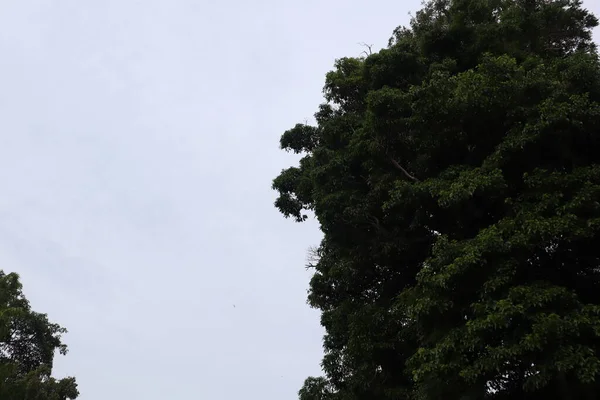蓝天与蓬松的白云相映成趣的低角度图像 显示出美丽的绿叶枝条 — 图库照片
