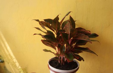 Çiçeklerden ve yeşil yapraklardan oluşan yaratıcı bir düzen. Arka planda bir ev duvarına karşı. Doğal konsept