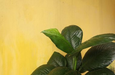 Çiçeklerden ve yeşil yapraklardan oluşan yaratıcı bir düzen. Arka planda bir ev duvarına karşı. Doğal konsept