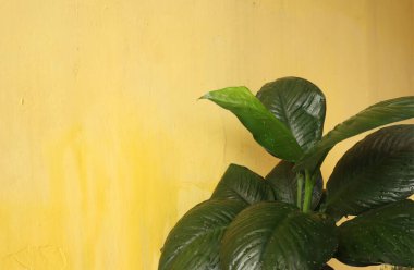 Çiçeklerden ve yeşil yapraklardan oluşan yaratıcı bir düzen. Arka planda bir ev duvarına karşı. Doğal konsept