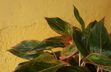 Çiçeklerden ve yeşil yapraklardan oluşan yaratıcı bir düzen. Arka planda bir ev duvarına karşı. Doğal konsept