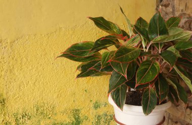 Çiçeklerden ve yeşil yapraklardan oluşan yaratıcı bir düzen. Arka planda bir ev duvarına karşı. Doğal konsept