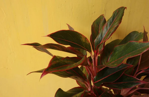 Layout Criativo Feito Flores Folhas Verdes Contra Uma Parede Casa — Fotografia de Stock