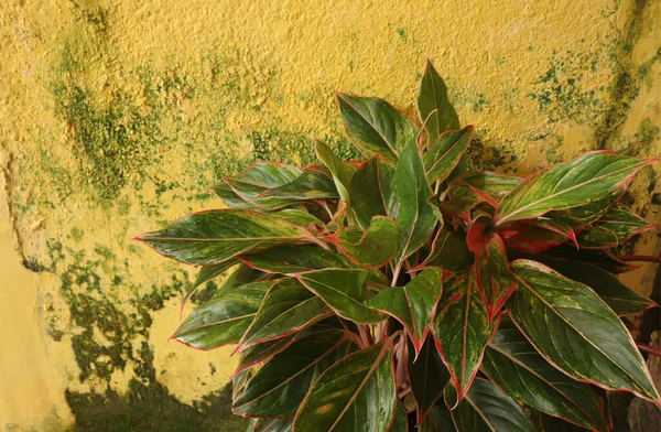 Aménagement Créatif Composé Fleurs Feuilles Vertes Contre Mur Maison Arrière — Photo