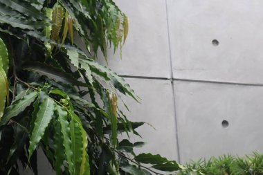 Duvarda yeşil çiçekler ve alıntılar yazmak için yer.