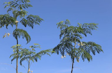 Ağaç mavisi gökyüzü, mavi gökyüzüne karşı ağaç tepesi güneşli bir günde. Doğa Endonezya