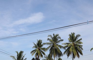 Ağaç mavisi gökyüzü, mavi gökyüzüne karşı ağaç tepesi güneşli bir günde. Doğa Endonezya