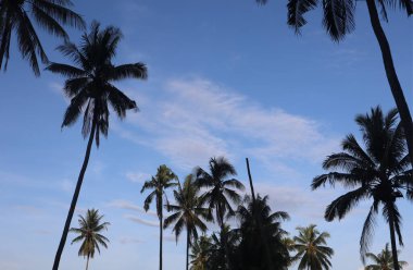 Ağaç mavisi gökyüzü, mavi gökyüzüne karşı ağaç tepesi güneşli bir günde. Doğa Endonezya