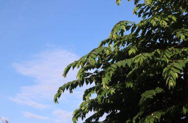 Ağaç mavisi gökyüzü, mavi gökyüzüne karşı ağaç tepesi güneşli bir günde. Doğa Endonezya