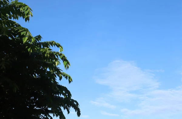 Träd Blå Himmel Träd Topp Mot Blå Himmel Solig Dag — Stockfoto