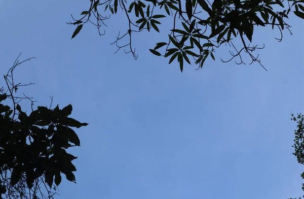 Drzewo Błękitne Niebo Wierzchołek Drzewa Tle Błękitnego Nieba Słoneczny Dzień — Zdjęcie stockowe