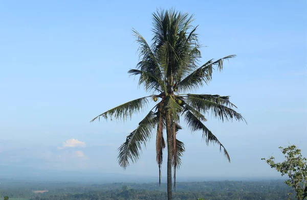 木の青い空 晴れた日に青い空に対して木の上 自然インドネシア — ストック写真