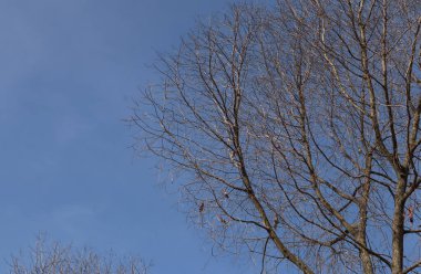 Kuru, mavi gökyüzü, güneşli bir günde mavi gökyüzüne karşı ağaçlar. Endonezya 'nın doğası