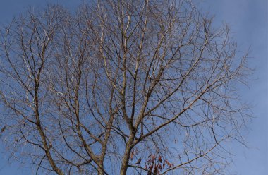 Kuru, mavi gökyüzü, güneşli bir günde mavi gökyüzüne karşı ağaçlar. Endonezya 'nın doğası