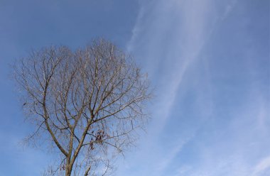 Kuru, mavi gökyüzü, güneşli bir günde mavi gökyüzüne karşı ağaçlar. Endonezya 'nın doğası