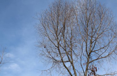 Kuru, mavi gökyüzü, güneşli bir günde mavi gökyüzüne karşı ağaçlar. Endonezya 'nın doğası