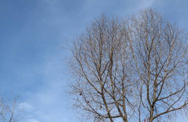 Kuru, mavi gökyüzü, güneşli bir günde mavi gökyüzüne karşı ağaçlar. Endonezya 'nın doğası