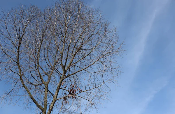 Trockener Blauer Himmel Baumwipfel Gegen Blauen Himmel Einem Sonnigen Tag — Stockfoto