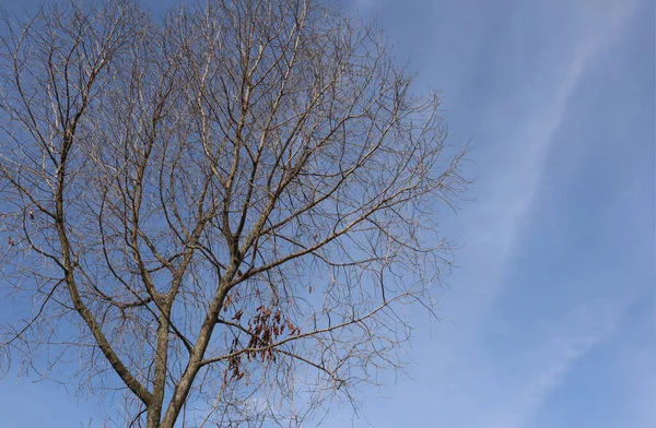 Kuru, mavi gökyüzü, güneşli bir günde mavi gökyüzüne karşı ağaçlar. Endonezya 'nın doğası