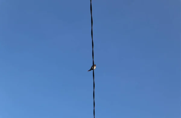 Мирный Низкий Угол Обзора Ясного Голубого Неба Птицами Сидящими Линиях — стоковое фото