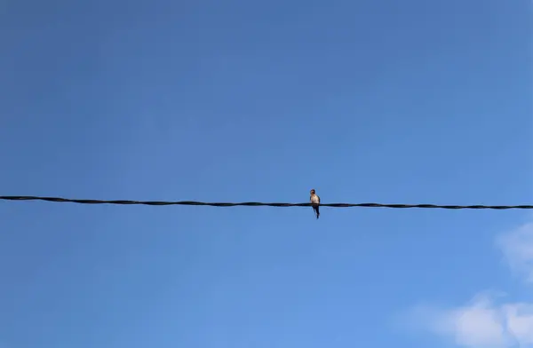 Şeffaf Alçak Açılı Temiz Mavi Gökyüzü Elektrik Hatlarına Tünemiş Kuşlar — Stok fotoğraf