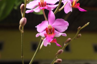 Phalaenopsis mor orkide çiçeği, falaenopsis veya bulanık arkaplan sorunu. Sağda mor falaenopsis çiçeği var. Kelebek orkidesi olarak bilinir.
