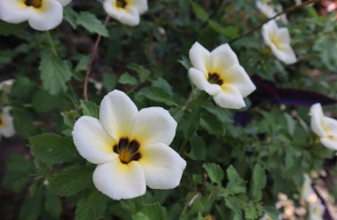 Turnera ulmifolia (Turnera ulmifolia), çiçekgiller (Turnera) familyasından bir bitki türü.)