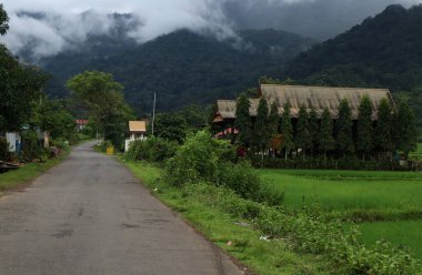 Natural Landscape of Indonesia. Green trees in forest. Day time photo