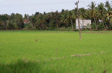 Natural Landscape of Indonesia. Green trees in forest. Day time photo
