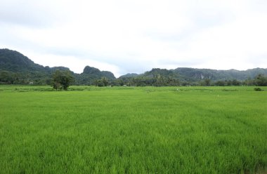 Natural Landscape of Indonesia. Green trees in forest. Day time photo