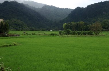 Natural Landscape of Indonesia. Green trees in forest. Day time photo