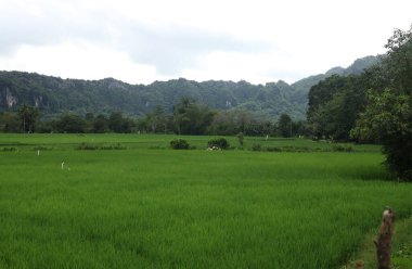 Natural Landscape of Indonesia. Green trees in forest. Day time photo