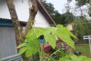 Yeşil yapraklardan oluşan yaratıcı bir düzen. Doğal kavram