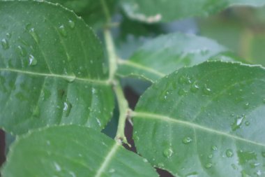 Yeşil yapraklardan oluşan yaratıcı bir düzen. Doğal kavram