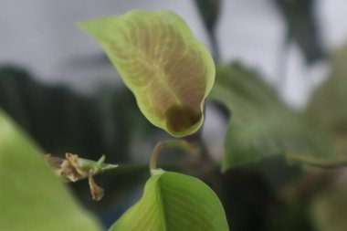 Yeşil yapraklardan oluşan yaratıcı bir düzen. Doğal kavram