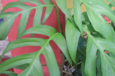 Yeşil yapraklardan oluşan yaratıcı bir düzen. Doğal kavram