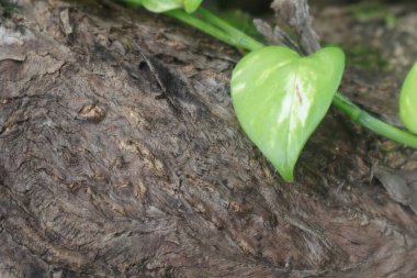Yeşil yapraklardan oluşan yaratıcı bir düzen. Doğal kavram