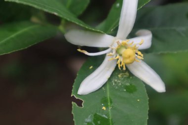 Beyaz çiçeklerden oluşan yaratıcı bir düzen. Düz yat. Doğal kavram