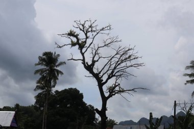 Ağaç mavisi gökyüzü, mavi gökyüzüne karşı ağaç tepesi güneşli bir günde. Doğa Endonezya