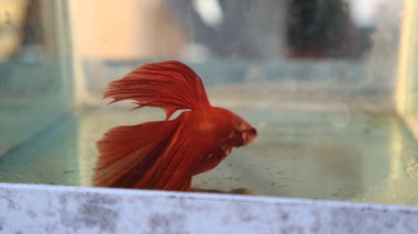 kova balık akvaryum suda yüzüyor