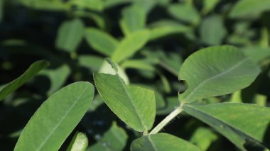 yeşeren ve yaprakları kalın olan yerfıstığı yaprakları.