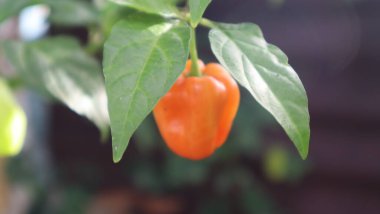 Evin yakınındaki bahçede yeşil kırmızı domateslerin fotoğrafını çek.