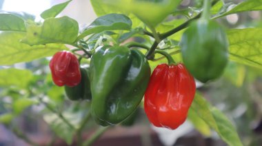 Evin yakınındaki bahçede yeşil kırmızı domateslerin fotoğrafını çek.