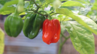 Evin yakınındaki bahçede yeşil kırmızı domateslerin fotoğrafını çek.